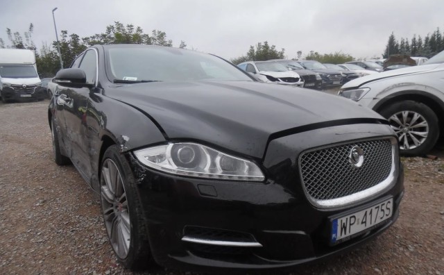 jaguar