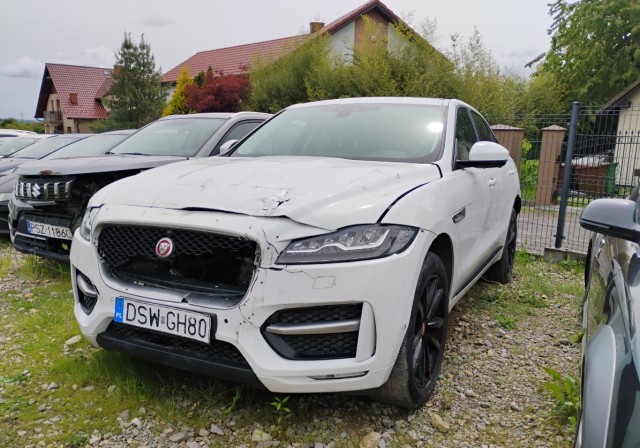 jaguar